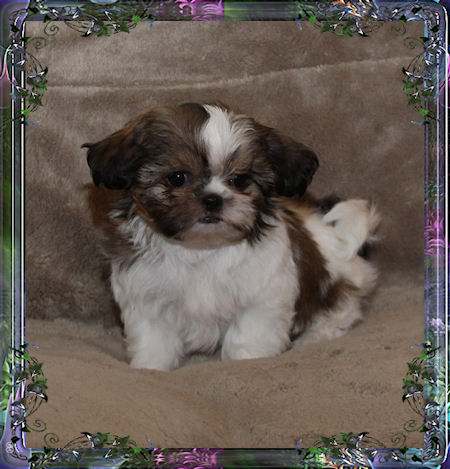 Marcy Tiny little male chinese imperial shih tzu puppies for sale small teacup